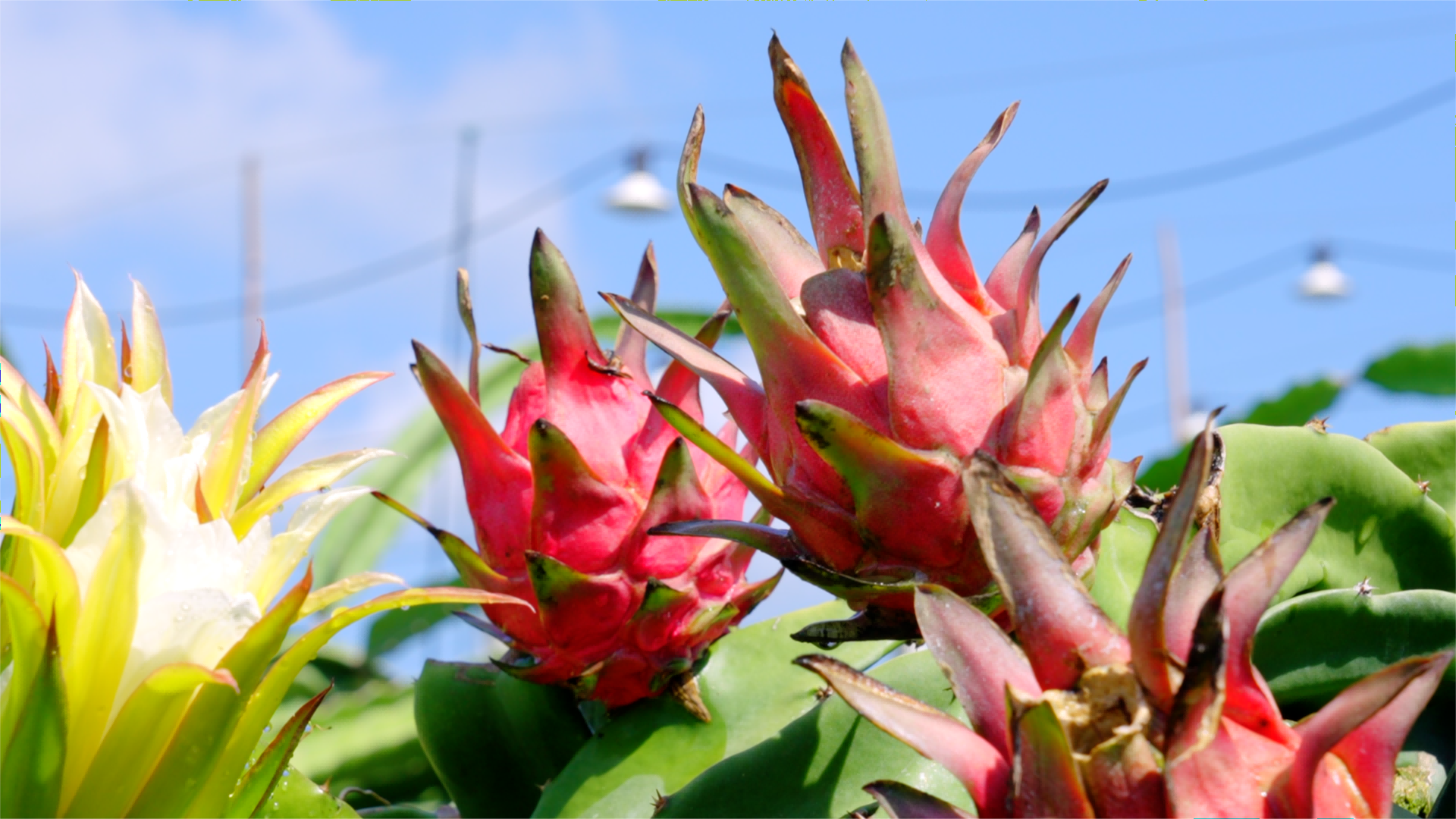 1747618937384017383.jpg 1747618937384017383.jpg